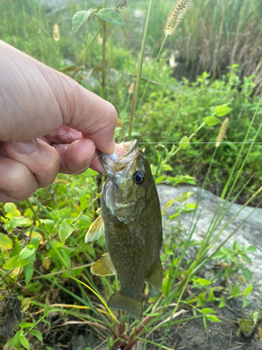 スモールマウスバスの釣果