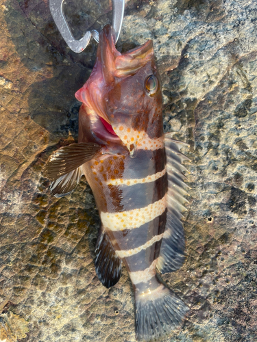 アコウの釣果