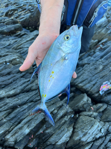 ツムブリの釣果