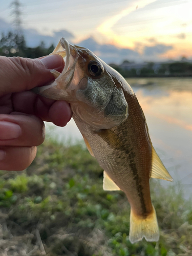 ラージマウスバスの釣果