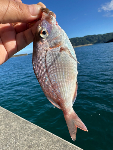 タイの釣果