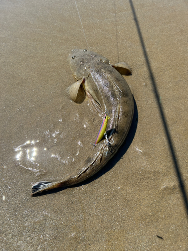 マゴチの釣果