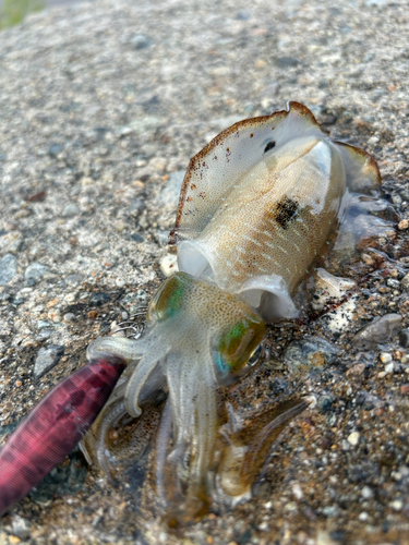 アオリイカの釣果