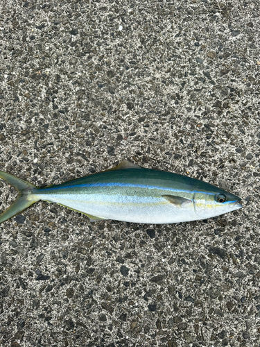 ツムブリの釣果