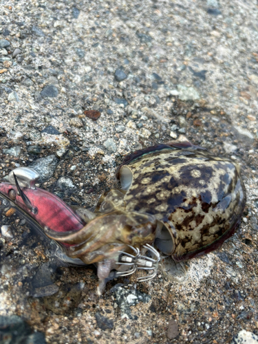 コウイカの釣果