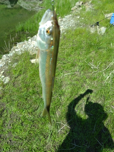 ハスの釣果