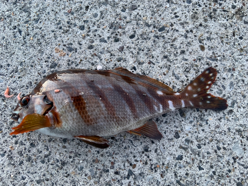 タカノハダイの釣果