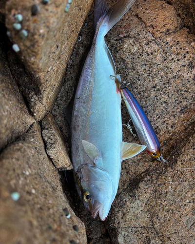 ネリゴの釣果