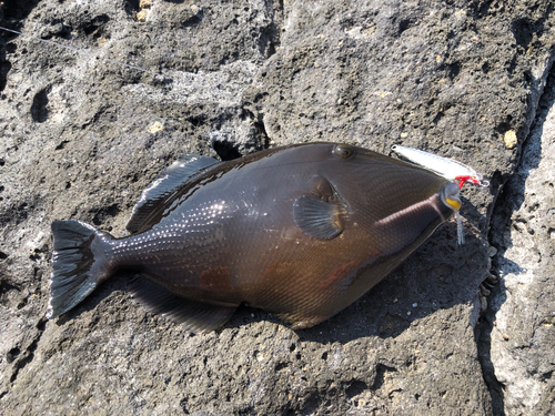 メガネハギの釣果