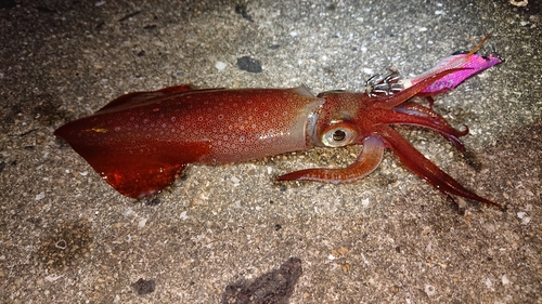 ケンサキイカの釣果