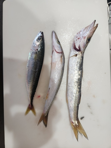 カマスの釣果