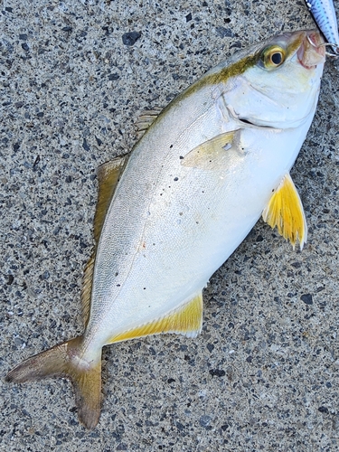 ショゴの釣果