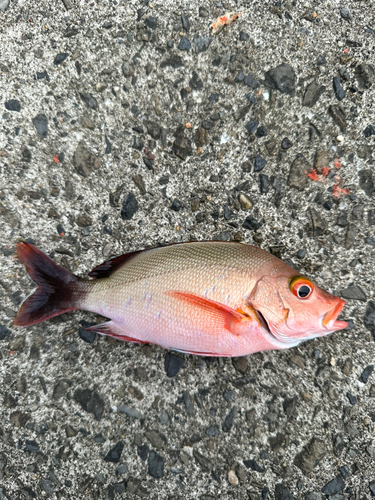 ヒメフエダイの釣果