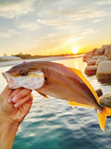 カンパチの釣果