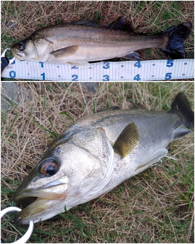 シーバスの釣果