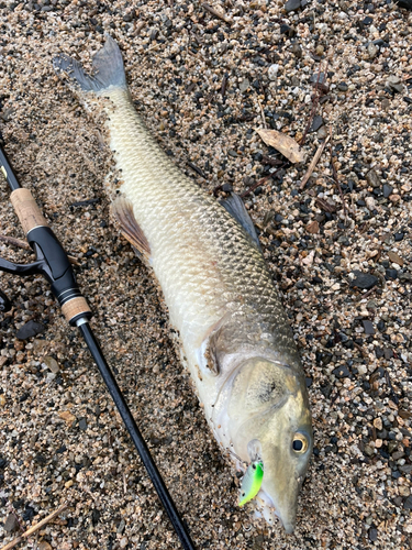 ニゴイの釣果