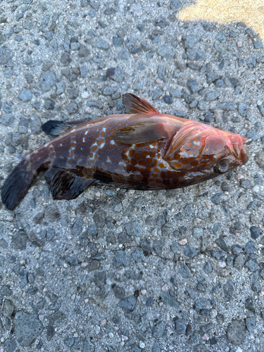 アコウの釣果