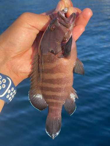 ヤミハタの釣果