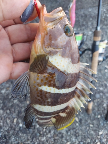 アオハタの釣果