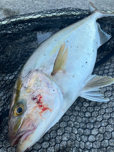 ネリゴの釣果