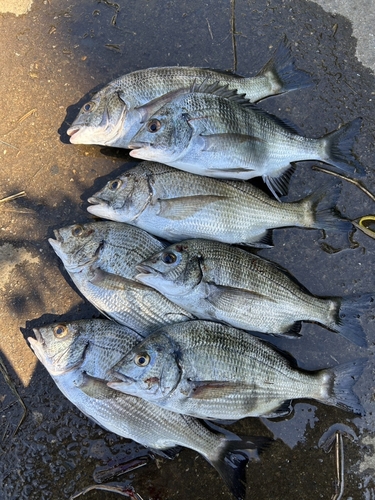 クロダイの釣果