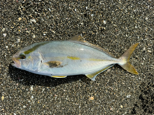 カンパチの釣果