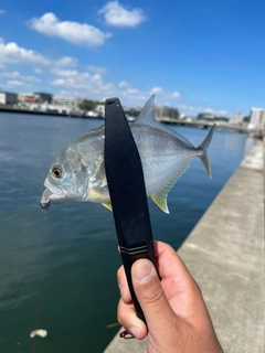 メッキの釣果