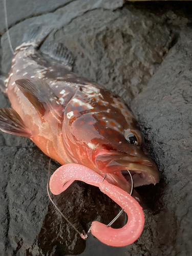 キジハタの釣果