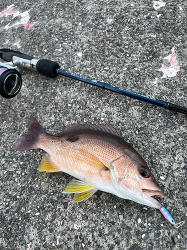 クロホシフエダイの釣果