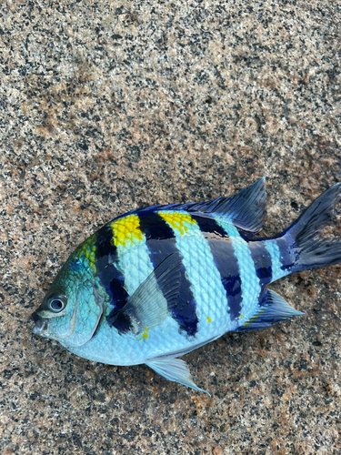 オヤビッチャの釣果