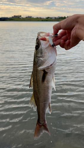 スズキの釣果