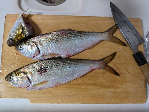 コノシロの釣果