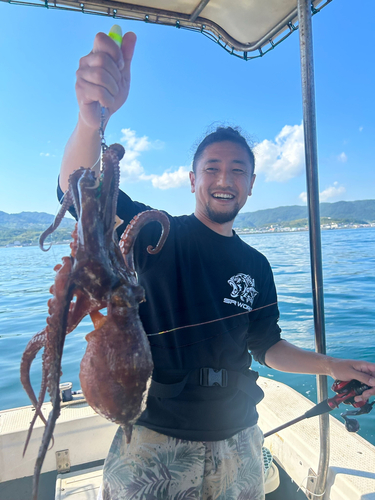 マダコの釣果