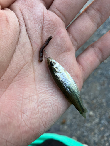 タモロコの釣果