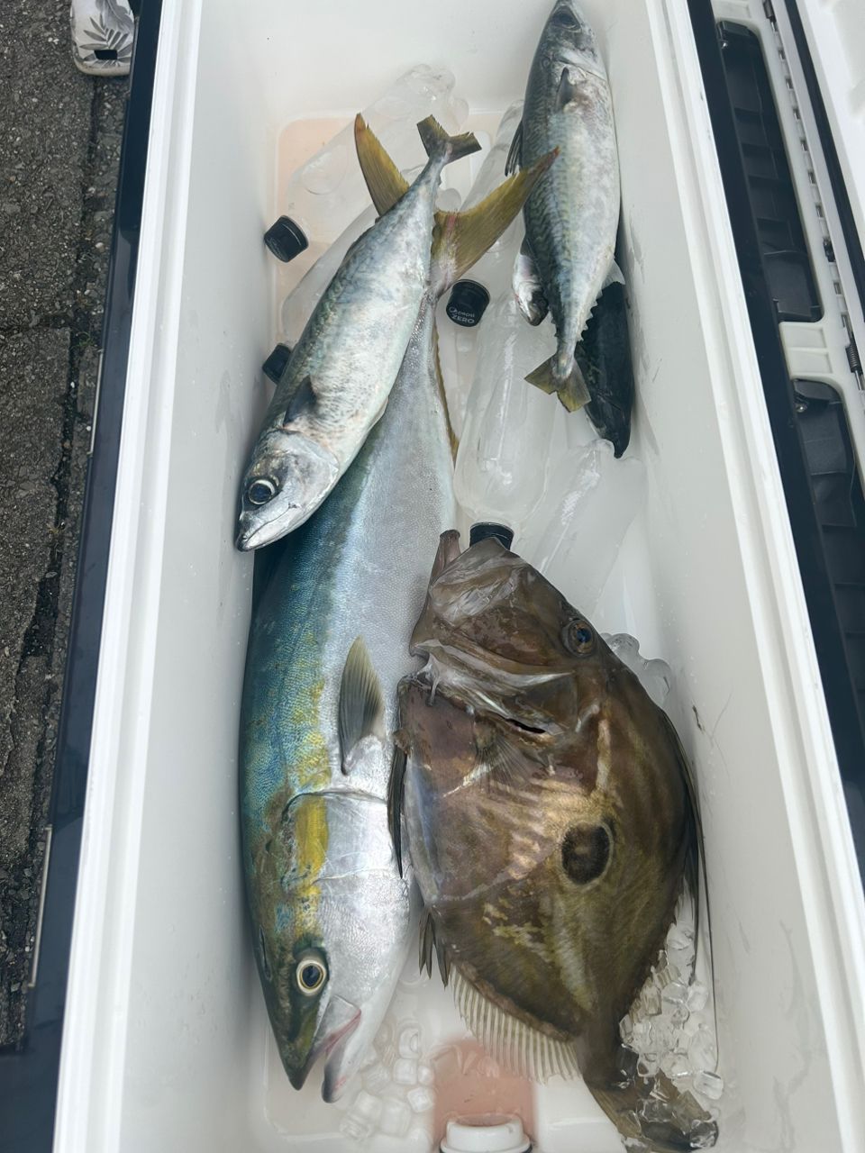 つなぎマンさんの釣果 1枚目の画像