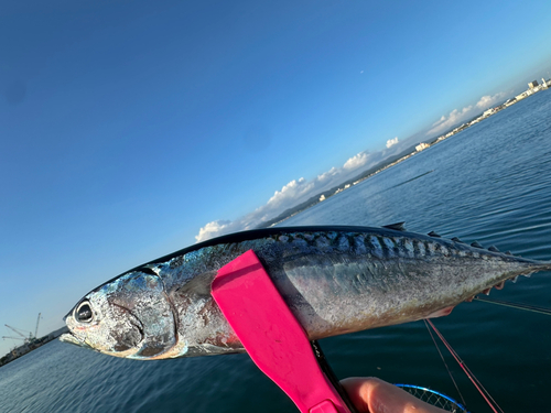 ソウダガツオの釣果