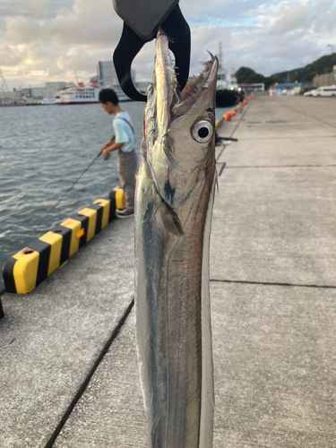 タチウオの釣果