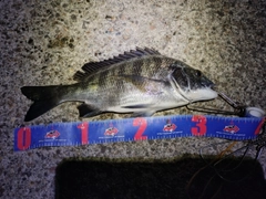 クロダイの釣果