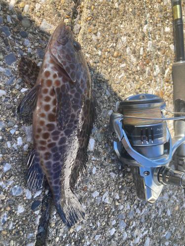 オオモンハタの釣果