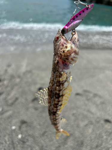 アカエソの釣果