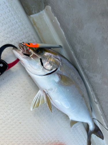 ショゴの釣果