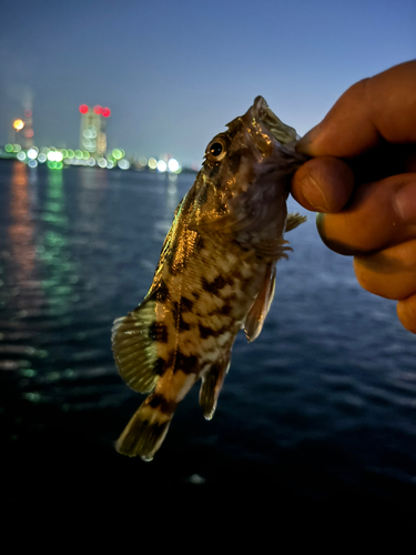 タケノコメバルの釣果