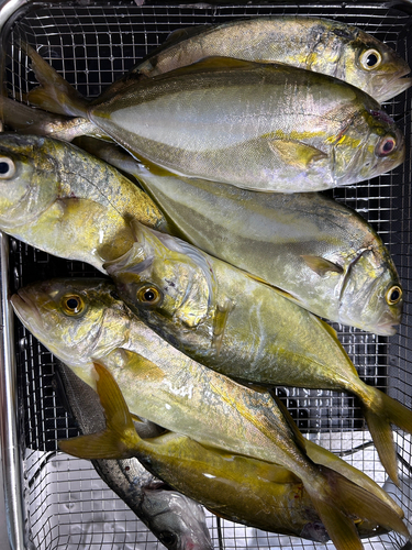 ショゴの釣果