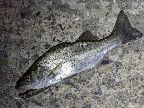 セイゴ（マルスズキ）の釣果