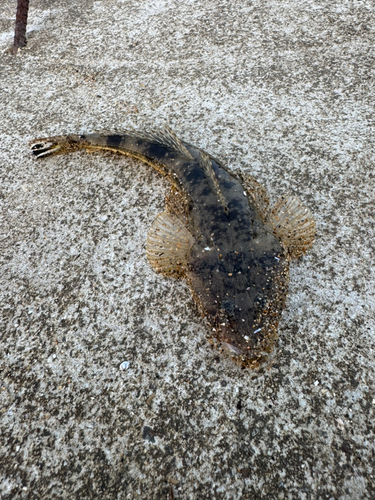 マゴチの釣果