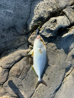 カンパチの釣果