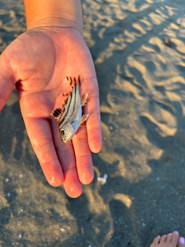 コトヒキの釣果