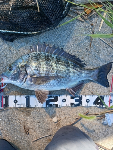 クロダイの釣果