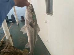 セイゴ（ヒラスズキ）の釣果