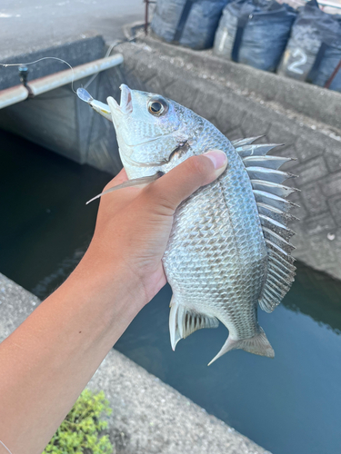 キビレの釣果